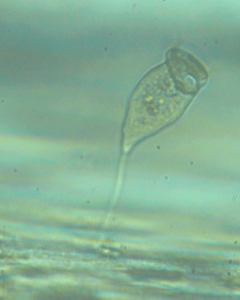 single-vorticella-from0carlyV31_N1